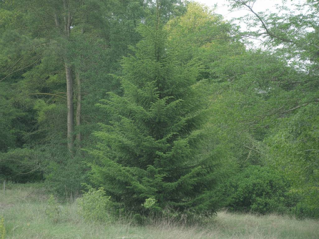 Arbres et arbustes favorisant le développement de la truffe noire