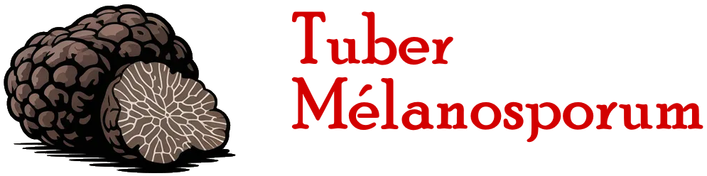 Tuber mélanosporum – Le site des spécialistes de la Truffe